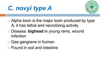 C. novyi type A
 Alpha toxin is the major toxin produced by type
A, it has lethal and necrotizing activity
 Disease: bighead in young rams, wound
infection
 Gas gangrene in human
 Found in soil and intestine
 