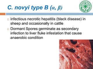C. novyi type B (α, β)
 infectious necrotic hepatitis (black disease) in
sheep and occasionally in cattle
 Dormant Spores germinate as secondary
infection to liver fluke infestation that cause
anaerobic condition
 