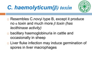 C. haemolyticum(β) toxin
 Resembles C.novyi type B, except it produce
no α toxin and much more β toxin (has
lecithinase activity)
 bacillary haemoglobinuria in cattle and
occasionally in sheep
 Liver fluke infection may induce germination of
spores in liver macrophages
 
