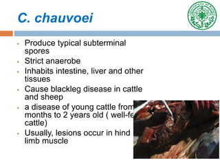 C. chauvoei
 Produce typical subterminal
spores
 Strict anaerobe
 Inhabits intestine, liver and other
tissues
 Cause blackleg disease in cattle
and sheep
 a disease of young cattle from 6
months to 2 years old ( well-fed
cattle)
 Usually, lesions occur in hind
limb muscle
 