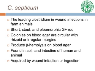 C. septicum
 The leading clostridium in wound infections in
farm animals
 Short, stout, and pleomorphic G+ rod
 Colonies on blood agar are circular with
rhizoid or irregular margins
 Produce β-hemolysis on blood agar
 Found in soil, and intestine of human and
animal
 Acquired by wound infection or ingestion
 