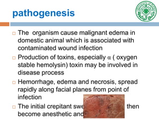 pathogenesis
 The organism cause malignant edema in
domestic animal which is associated with
contaminated wound infection
 Production of toxins, especially α ( oxygen
stable hemolysin) toxin may be involved in
disease process
 Hemorrhage, edema and necrosis, spread
rapidly along facial planes from point of
infection
 The initial crepitant swelling is painful, then
become anesthetic and cold
 