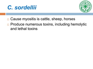 C. sordellii
 Cause myositis is cattle, sheep, horses
 Produce numerous toxins, including hemolytic
and lethal toxins
 