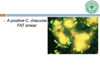  A positive C. chauvoei
FAT smear
 