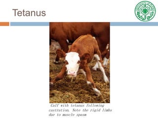 Tetanus
Calf with tetanus following
castration. Note the rigid limbs
due to muscle spasm
 