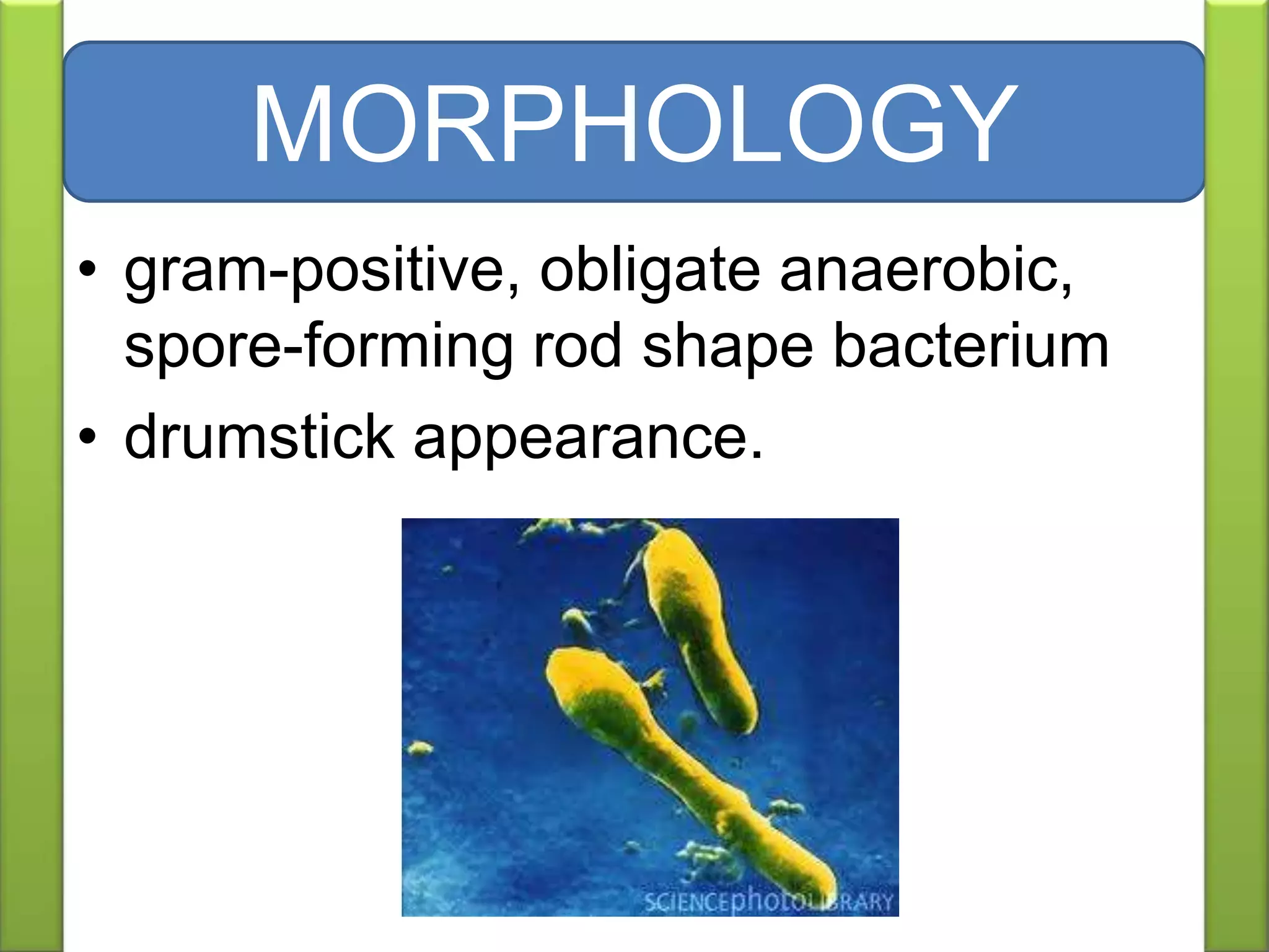 • gram-positive, obligate anaerobic,
spore-forming rod shape bacterium
• drumstick appearance.
MORPHOLOGY
 