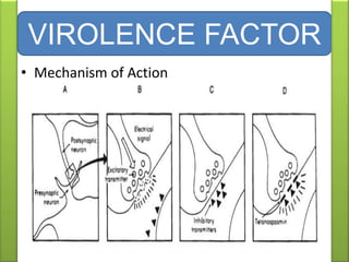 VIROLENCE FACTOR
• Mechanism of Action
 