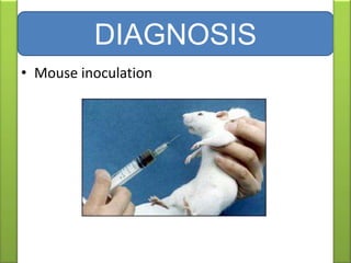• Mouse inoculation
DIAGNOSIS
 