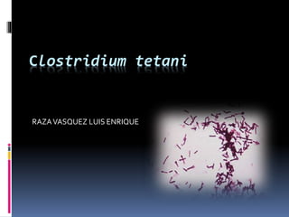 Clostridium tetani 
RAZA VASQUEZ LUIS ENRIQUE 
 