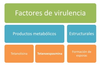 Factores de virulencia
Productos metabólicos
Tetanolisina Tetanoespasmina
Estructurales
Formación de
esporas
 