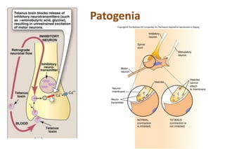 Patogenia
 