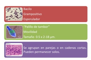 Bacilo
Grampositivo
Esporulador
“Palillo de tambor”
Movilidad
Tamaño 0.5 x 2-18 μm.
Se agrupan en parejas o en cadenas cortas.
Pueden permanecer solos.
 