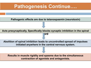 Pathogenic effects are due to tetanospasmin (neurotoxin)
Acts presynaptically, Specifically blocks synaptic inhibition in the spinal
cord
Abolition of spinal inhibition leads to uncontrolled spread of impulses
initiated anywhere in the central nervous system.
Results in muscle rigidity and spasms due to the simultaneous
contraction of agonists and antagonists.
 