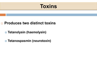Toxins
 Produces two distinct toxins
 Tetanolysin (haemolysin)
 Tetanospasmin (neurotoxin)
 