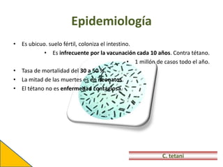 Epidemiología
• Es ubicuo. suelo fértil, coloniza el intestino.
• Es infrecuente por la vacunación cada 10 años. Contra tétano.
• 1 millón de casos todo el año.
• Tasa de mortalidad del 30 a 50 %.
• La mitad de las muertes es en neonatos.
• El tétano no es enfermedad contagiosa.
C. tetani
 