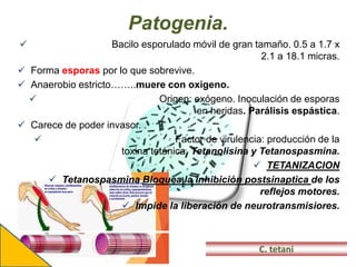 Patogenia.
 Bacilo esporulado móvil de gran tamaño. 0.5 a 1.7 x
2.1 a 18.1 micras.
 Forma esporas por lo que sobrevive.
 Anaerobio estricto……..muere con oxigeno.
 Origen: exógeno. Inoculación de esporas
en heridas. Parálisis espástica.
 Carece de poder invasor. .
 Factor de virulencia: producción de la
toxina tetánica. Tetanolisina y Tetanospasmina.
 TETANIZACION
 Tetanospasmina Bloquea la inhibición postsinaptica de los
reflejos motores.
 Impide la liberación de neurotransmisiores.
C. tetani
 