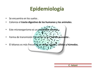 Epidemiología
• Se encuentra en los suelos .
• Coloniza el tracto digestivo de los humanos y los animales.
• Este microorganismo es un anaerobio estricto.
• Forma de transmisión frecuente es por herida punzante .
• El tétanos es más frecuente en zonas rurales, cálidas y húmedas.
C. tetani
 