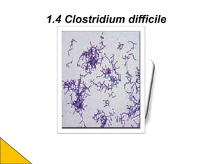 1.4 Clostridium difficile
 