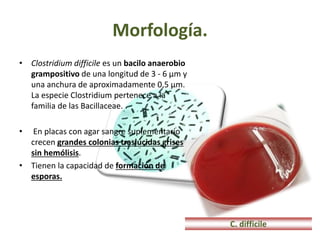 Morfología.
• Clostridium difficile es un bacilo anaerobio
grampositivo de una longitud de 3 - 6 µm y
una anchura de aproximadamente 0,5 µm.
La especie Clostridium pertenece a la
familia de las Bacillaceae. .
• En placas con agar sangre suplementario
crecen grandes colonias traslúcidas grises
sin hemólisis.
• Tienen la capacidad de formación de
esporas.
C. difficile
 