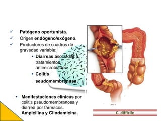  Patógeno oportunista.
 Origen endógeno/exógeno.
 Productores de cuadros de
gravedad variable:
 Diarreas asociadas a
tratamientos
antimicrobianos.
 Colitis
seudomembranosa.
 Manifestaciones clínicas por
colitis pseudomembranosa y
diarrea por fármacos.
Ampicilina y Clindamicina. C. difficile
 