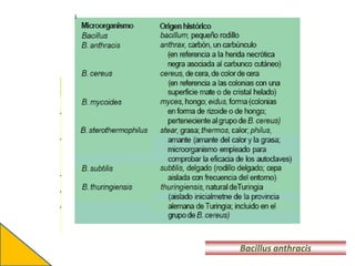 Bacillus anthracis
 