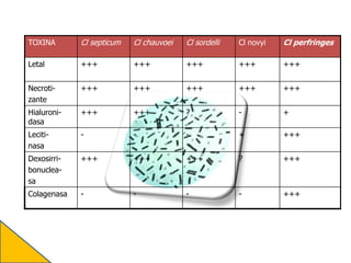 TOXINA Cl septicum Cl chauvoei Cl sordelli Cl novyi Cl perfringes
Letal +++ +++ +++ +++ +++
Necroti-
zante
+++ +++ +++ +++ +++
Hialuroni-
dasa
+++ +++ ? - +
Leciti-
nasa
- - - + +++
Dexosirri-
bonuclea-
sa
+++ +++ +++ ? +++
Colagenasa - - - - +++
 