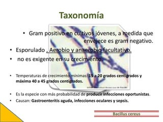 Taxonomía
• Gram positivo en cultivos jóvenes, a medida que
envejece es gram negativo.
• Esporulado , Aerobio y anaerobio facultativo.
• no es exigente en su crecimiento.
• Temperaturas de crecimiento mínimas: 15 a 20 grados centígrados y
máxima 40 a 45 grados centígrados.
• Es la especie con más probabilidad de producir infecciones oportunistas.
• Causan: Gastroenteritis aguda, infecciones oculares y sepsis.
Bacillus cereus
 