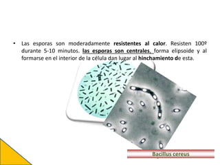 • Las esporas son moderadamente resistentes al calor. Resisten 100º
durante 5-10 minutos. las esporas son centrales, forma elipsoide y al
formarse en el interior de la célula dan lugar al hinchamiento de esta.
Bacillus cereus
 