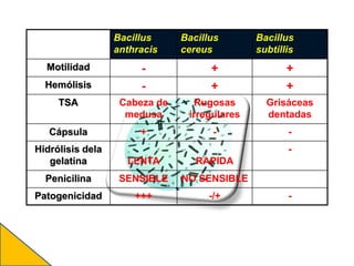 Bacillus
anthracis
Bacillus
cereus
Bacillus
subtillis
Motilidad - + +
Hemólisis - + +
TSA Cabeza de
medusa
Rugosas
irregulares
Grisáceas
dentadas
Cápsula + - -
Hidrólisis dela
gelatina LENTA RAPIDA
-
Penicilina SENSIBLE NO SENSIBLE
Patogenicidad +++ -/+ -
 