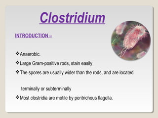 Clostridium species | PPT