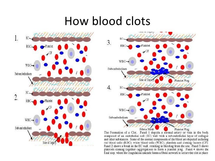 Blood clotting AS OCR F221
