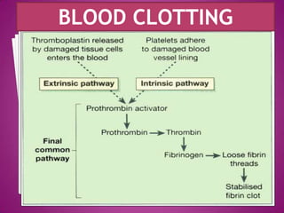 BLOOD CLOTTING
 