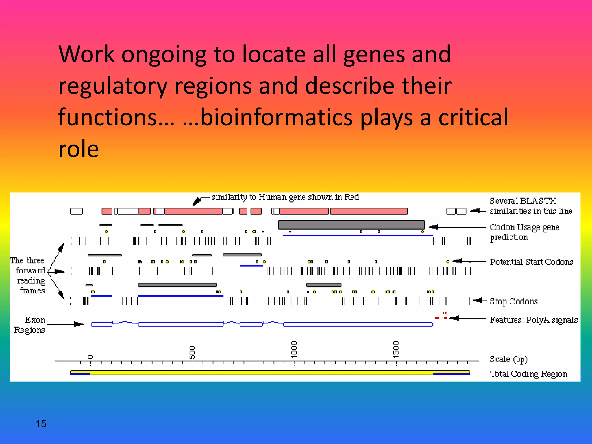 15
Work ongoing to locate all genes and
regulatory regions and describe their
functions… …bioinformatics plays a critical
role
 