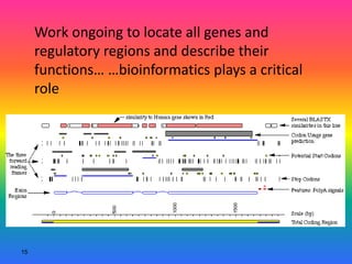 15
Work ongoing to locate all genes and
regulatory regions and describe their
functions… …bioinformatics plays a critical
role
 