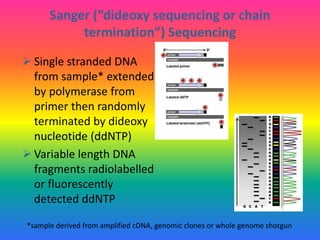 Sanger (“dideoxy sequencing or chain
termination”) Sequencing
 Single stranded DNA
from sample* extended
by polymerase from
primer then randomly
terminated by dideoxy
nucleotide (ddNTP)
 Variable length DNA
fragments radiolabelled
or fluorescently
detected ddNTP
*sample derived from amplified cDNA, genomic clones or whole genome shotgun
 