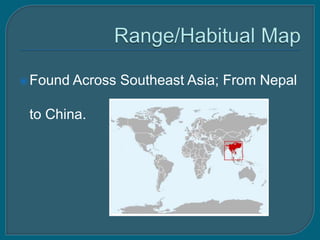  Found Across   Southeast Asia; From Nepal

 to China.
 
