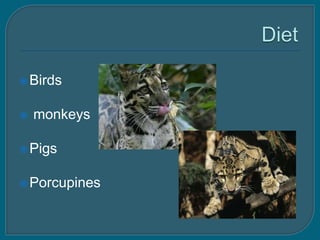  Birds


   monkeys

 Pigs


 Porcupines
 