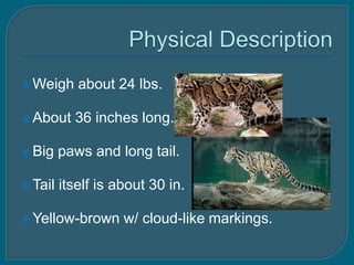  Weigh     about 24 lbs.

 About    36 inches long.

 Big    paws and long tail.

 Tail   itself is about 30 in.

 Yellow-brown      w/ cloud-like markings.
 