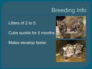  Litters   of 2 to 5.

 Cubs   suckle for 5 months.

 Males     develop faster.
 