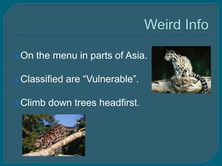 On   the menu in parts of Asia.

 Classified   are “Vulnerable”.

 Climb   down trees headfirst.
 