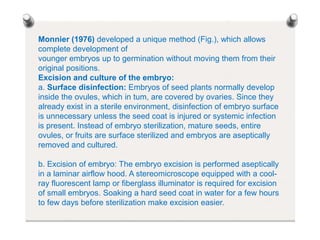 Monnier (1976) developed a unique method (Fig.), which allows
complete development of
vounger embryos up to germination without moving them from their
original positions.
Excision and culture of the embryo:
a. Surface disinfection: Embryos of seed plants normally develop
inside the ovules, which in tum, are covered by ovaries. Since they
already exist in a sterile environment, disinfection of embryo surface
is unnecessary unless the seed coat is injured or systemic infection
is present. Instead of embryo sterilization, mature seeds, entire
ovules, or fruits are surface sterilized and embryos are aseptically
removed and cultured.
b. Excision of embryo: The embryo excision is performed aseptically
in a laminar airflow hood. A stereomicroscope equipped with a cool-
ray fluorescent lamp or fiberglass illuminator is required for excision
of small embryos. Soaking a hard seed coat in water for a few hours
to few days before sterilization make excision easier.
 