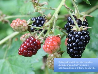 Reifegradmodell, das die typischen
Ausprägungen des Prozesses in
6 Reifegradstufen (0 bis 5) beschreibt
 