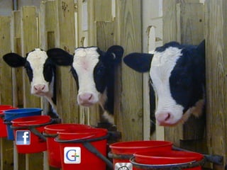 picture of calfs in pens with
logos on it.
 