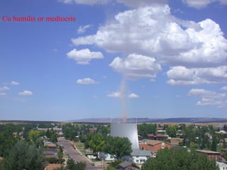 Cu humilis or mediocris
 