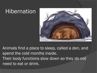 Hibernation

Animals find a place to sleep, called a den, and
spend the cold months inside.
Their body functions slow down so they do not
need to eat or drink.

 