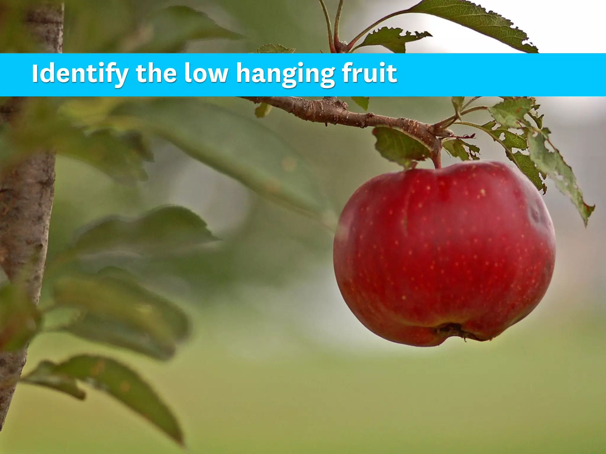 Identify the low hanging fruit
 