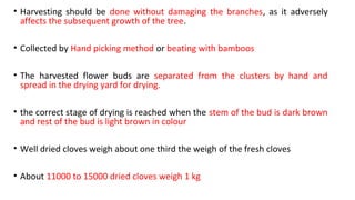 • Harvesting should be done without damaging the branches, as it adversely
affects the subsequent growth of the tree.
• Collected by Hand picking method or beating with bamboos
• The harvested flower buds are separated from the clusters by hand and
spread in the drying yard for drying.
• the correct stage of drying is reached when the stem of the bud is dark brown
and rest of the bud is light brown in colour
• Well dried cloves weigh about one third the weigh of the fresh cloves
• About 11000 to 15000 dried cloves weigh 1 kg
 