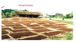 Drying of cloves
 