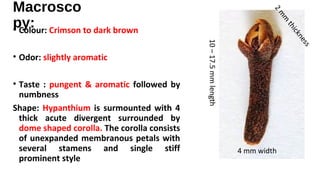 Macrosco
py:• Colour: Crimson to dark brown
• Odor: slightly aromatic
• Taste : pungent & aromatic followed by
numbness
Shape: Hypanthium is surmounted with 4
thick acute divergent surrounded by
dome shaped corolla. The corolla consists
of unexpanded membranous petals with
several stamens and single stiff
prominent style
10–17.5mmlength
4 mm width
2m
m
thickness
 