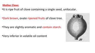 Mother Clove:
•It is ripe fruit of clove containing a single seed, unilocular.
•Dark brown, ovate ripened fruits of clove tree.
•They are slightly aromatic and contain starch.
•Very inferior in volatile oil content
 